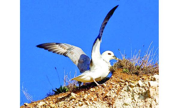 সামুদ্রিক পাখি ফুলমার