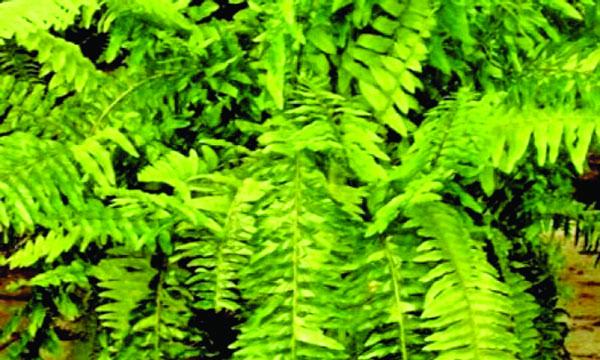 যে ঝোপে বাঘ থাকে