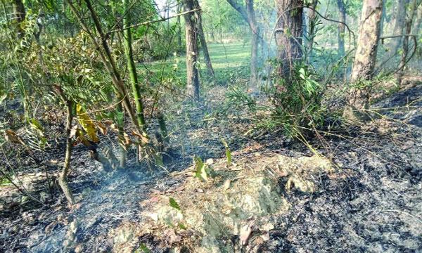 ভালুকায় দুর্বৃত্তের আগুনে জ¦লছে সংরক্ষিত বন