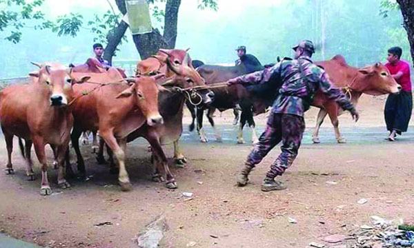 উখিয়াসহ ৩ সীমান্ত দিয়ে চোরাই পথে আসছে মিয়ানমারের গরু