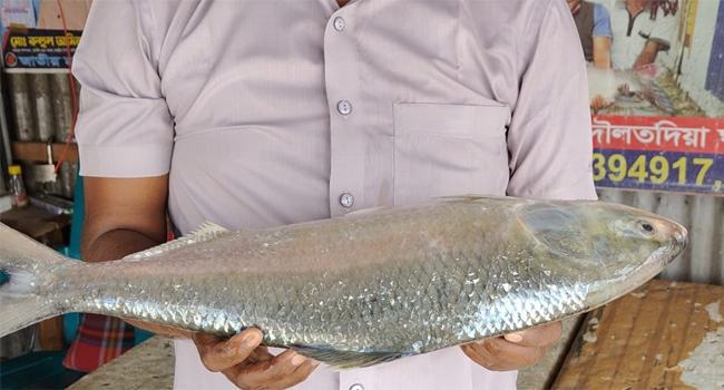 গোয়ালন্দে এক ইলিশের দাম সাড়ে ৬ হাজার টাকা