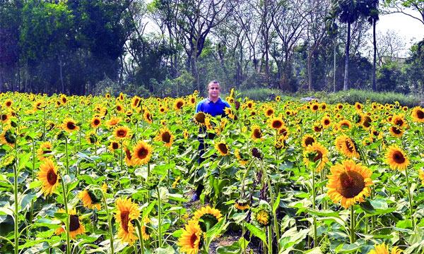 মিরসরাইয়ে বাণিজ্যিকভাবে বাড়ছে লাভজনক সূর্যমুখী চাষ