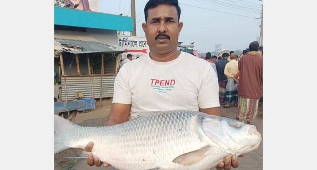 দৌলতদিয়ায় ১৭ কেজি ওজন কাতল ২৯ হাজার টাকায় বিক্রি