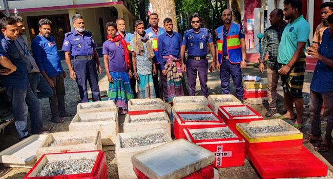 পাবনায় ২৮০ কেজি জাটকা উদ্ধার