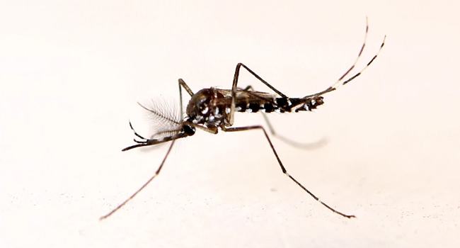 ডেঙ্গু: ২৪ ঘণ্টায় আক্রান্ত ৫