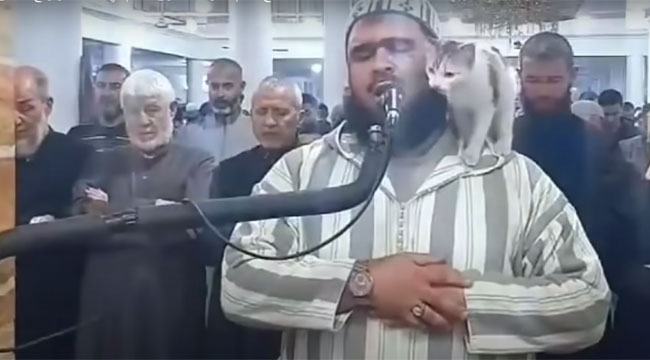 নামাজের সময় ইমামের কাঁধে বিড়াল, ঘটনা আসলে কী?