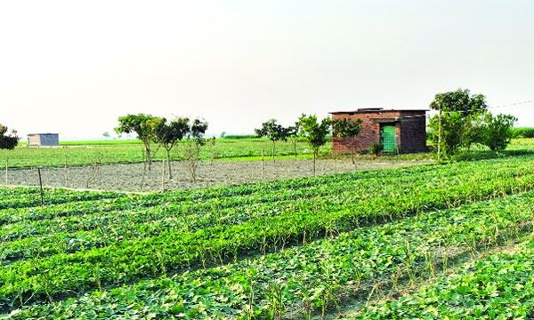 শার্শায় গভীর নলকূপ বন্ধ করে সেচ নিয়ে জবরদস্তি