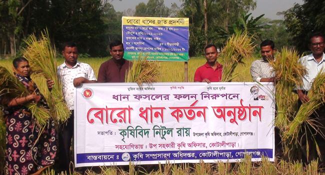 কোটালীপাড়ায় বঙ্গবন্ধু জাতের ধান কর্তন শুরু