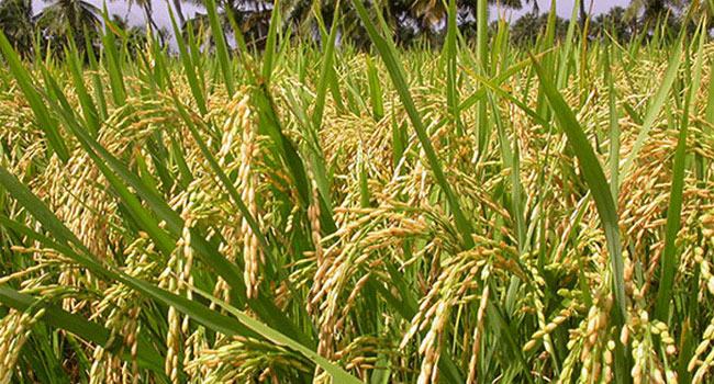 বড় প্রভাব পড়বে আসন্ন আউশ আমন ও পাট উৎপাদনে