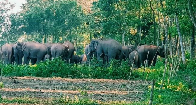 শেরপুর সীমান্তে বন্যহাতির আক্রমণে কৃষক নিহত, আহত ১