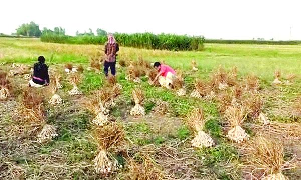 ভালো দাম ও ফলনে কৃষকের মুখে হাসি