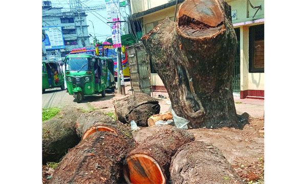 গোলাপগঞ্জে কেটে নেয়া হচ্ছে শত বছরের সরকারি গাছ