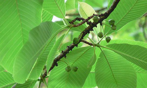 বাংলাদেশের বনচালতা