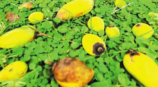 যশোরে তাপদাহে ৫০ শতাংশ মৌসুমি ফল নষ্ট হওয়ার আশঙ্কা