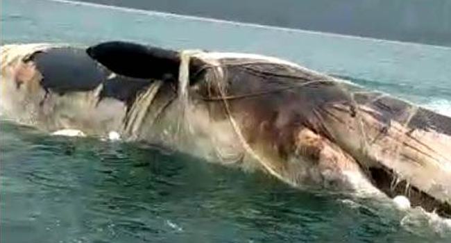 হিমছড়ি সৈকতে ভাসছে বিশাল আকৃতির তিমি