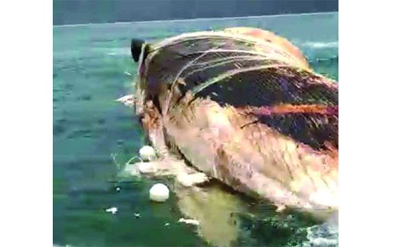 হিমছড়ি সৈকতে ভাসছে বিশাল মৃত তিমি