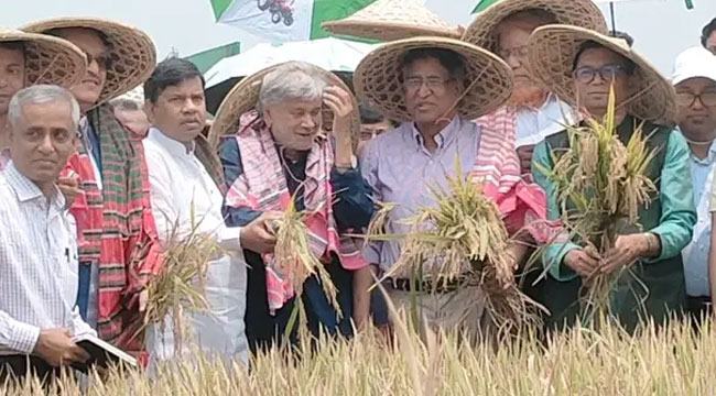 হাওরে ধান কাটলেন ৩ মন্ত্রী