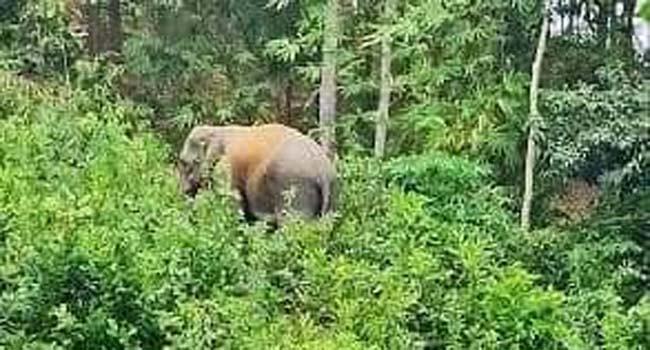 চকরিয়া সাফারি পার্কের বেষ্টনী ভেঙে বন্য হাতির তাণ্ডব