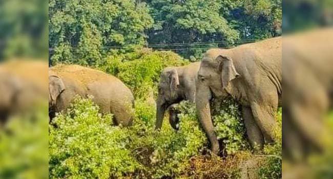 হালুয়াঘাট সীমান্তে ভারতীয় হাতির আতঙ্ক