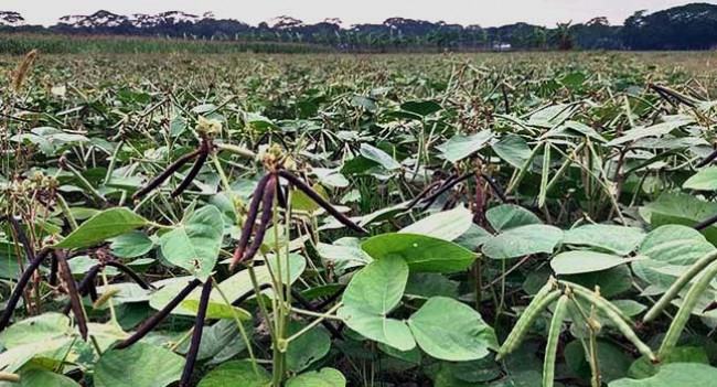 দশমিনায় মুগ ডালের বাম্পার ফলন, শ্রমিক সঙ্কটে ডাল তোলা ব্যাহত