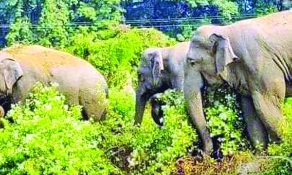 হালুয়াঘাট সীমান্তে হাতি ও মানুষের দ্বন্দ্ব চলছেই