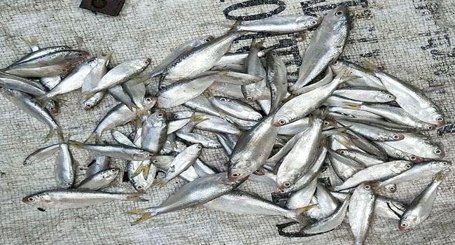 ৯০টি ইলিশ ১২৫ টাকা