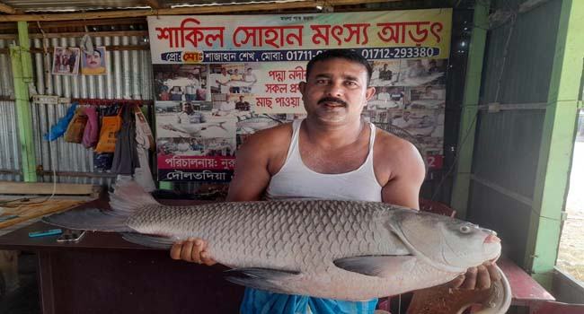 ১৬ কেজির কাতল ২০ হাজার টাকায় বিক্রি