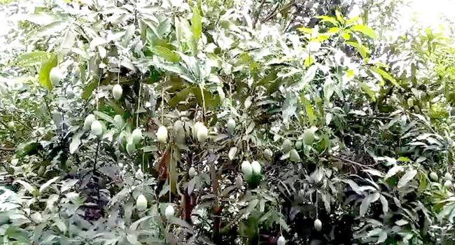 রাঙ্গামাটিতে আমের ব্যাপক ফলন