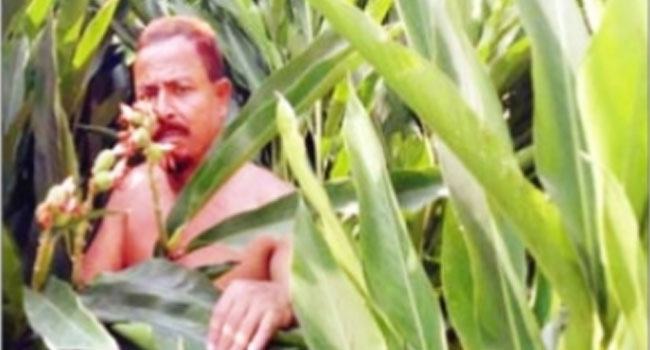 চৌগাছায় বাণিজ্যিক এলাচ চাষে চমক