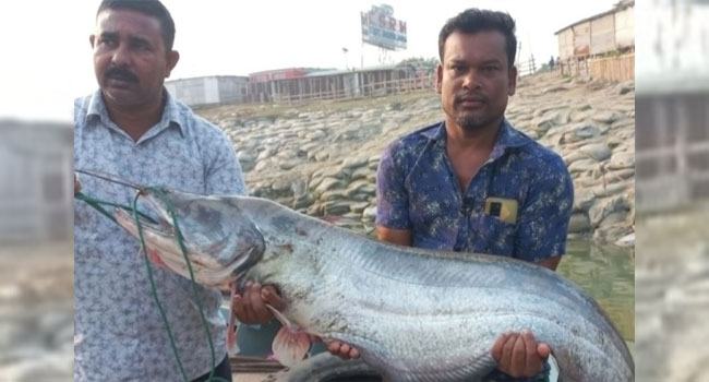 পদ্মার এক বোয়ালের দাম ৪৫ হাজার টাকা