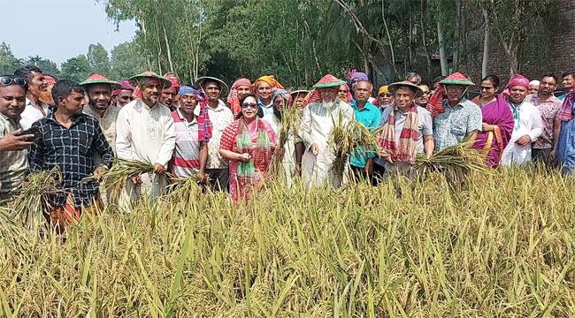 এবার একসাথে ধান কাটলেন ধর্ম প্রতিমন্ত্রী ও এমপি হোসনে আরা