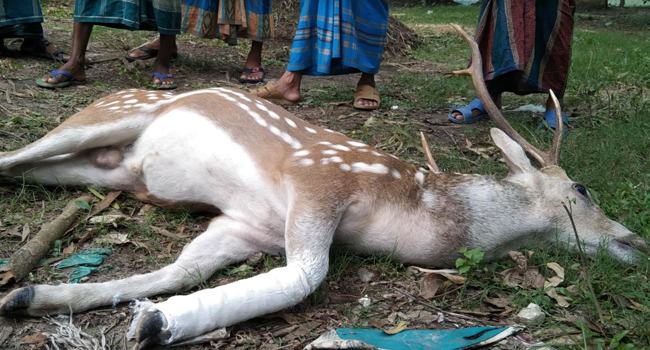 নদী থেকে উদ্ধার করেও বাঁচানো গেল না হরিণটিকে