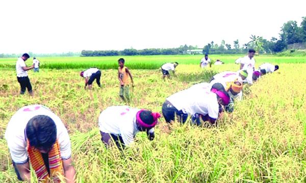 রংপুরে বোরো ধান কাটা ও মাড়াই শুরু যুবলীগের