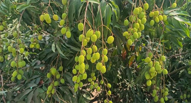 বাঁশখালীতে ১০০ কোটি টাকার উপরে লিচু বিক্রি সম্ভাবনা