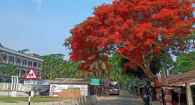 ইন্দুরকানীর ৫ প্রবেশপথে স্বাগত জানায় লাল কৃষ্ণচূড়া