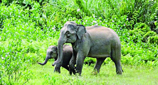 শেরপুরে বন্য হাতির আক্রমণে কৃষকের মৃত্যু