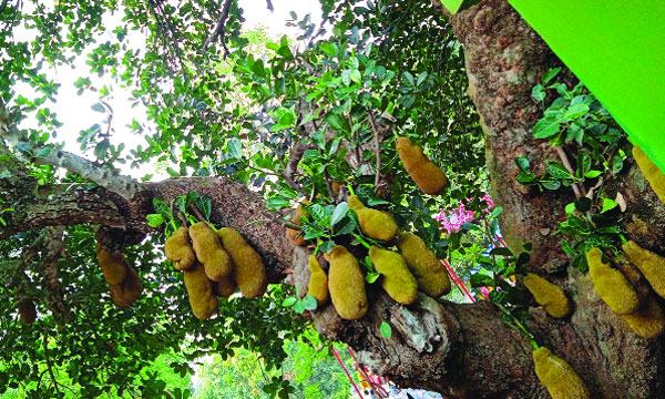 দামুড়হুদায় গাছে গাছে কাঁঠাল সর্বোচ্চ মুনাফার আশা