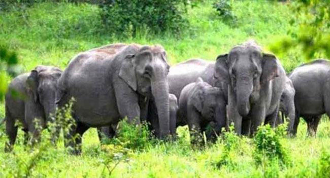 হালুয়াঘাটে বন্য হাতির পায়ে পিষ্ট হয়ে পল্লী চিকিৎসকের মৃত্যু