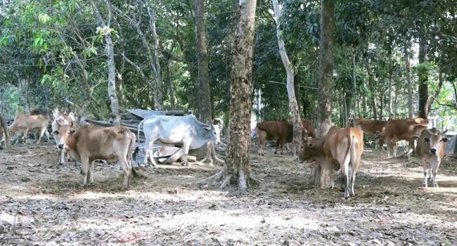 কক্সবাজার সীমান্ত দিয়ে আসছে মিয়ানমারের গরু