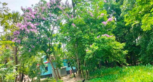 জারুল ফুলে সেজে থাকা গ্রামীণ পথগুলো আজ বিলুপ্তির পথে