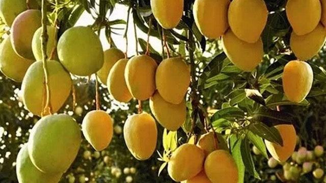 বৃহস্পতিবার থেকে বাজারজাত শুরু রাজশাহীর আম