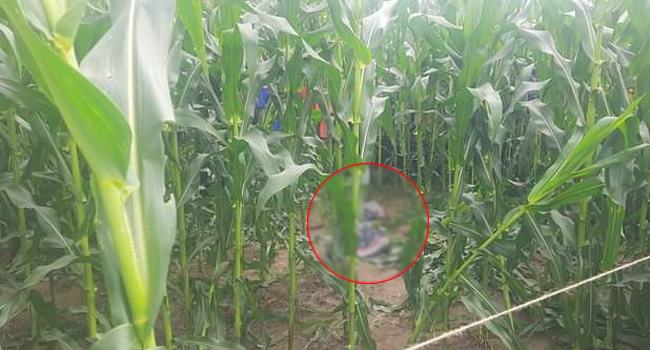 ঠাকুরগাঁওয়ে ভুট্টা ক্ষেতে মাদরাসাছাত্রের লাশ