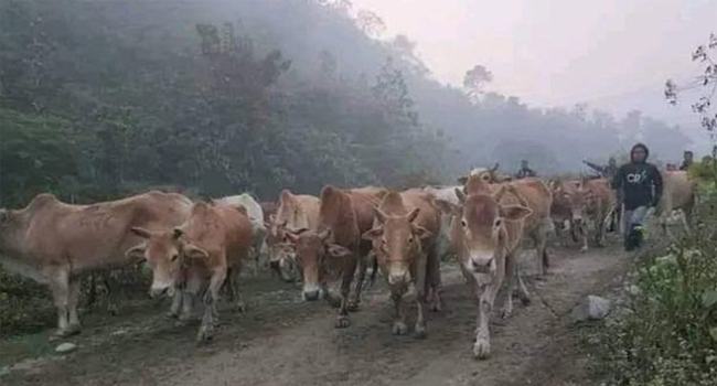 নাইকংছড়ি সীমান্তে মিয়ানমারের ৮১ গরু জব্দ