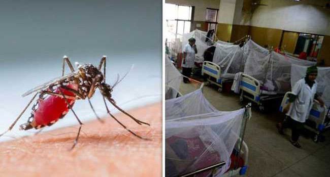 এ বছর ডেঙ্গু আক্রান্তের সংখ্যা বাড়তে পারে