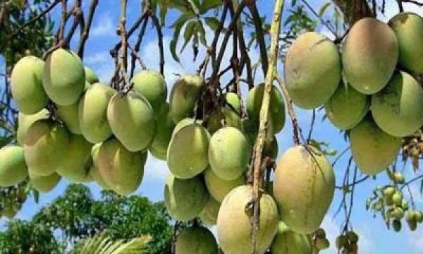 ইতালি যাচ্ছে বাঘা উপজেলার আম