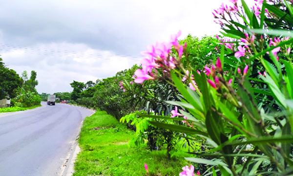 অপরূপ সাজে ঢাকা-চট্টগ্রাম মহাসড়কের আইল্যান্ড