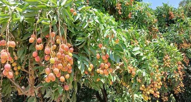 মেহেরপুরে লিচুর বাম্পার ফলন আটি লিচু ভাঙা শুরু
