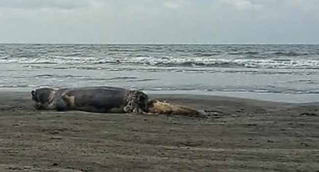 কুয়াকাটা সৈকতে ভেসে এলো অর্ধগলিত ডলফিন