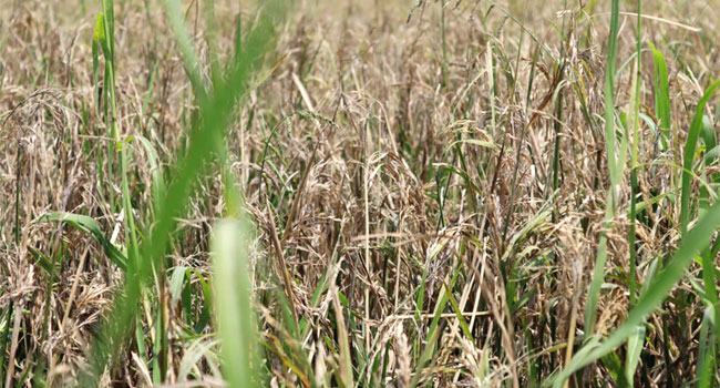 হাওরে ব্লাস্ট রোগে ৭০ শতাংশ ধানের ক্ষতি