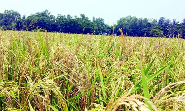 মিরসরাইয়ে ব্লাস্ট রোগে আক্রান্ত ধানক্ষেত